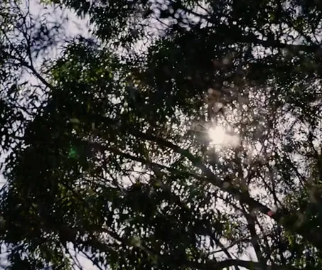 Showground Pavilions